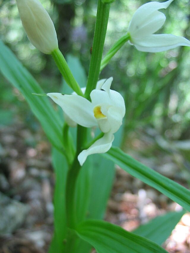 Cephalanthera damasonium, C. longifolia, C. rubra